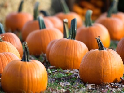 Pumpkin: A Powerhouse of Nutrition and Fall Flavor